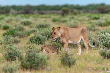 wild lion in savanna , Africa
