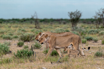 wild lion in savanna , Africa