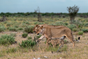 wild lion in savanna , Africa