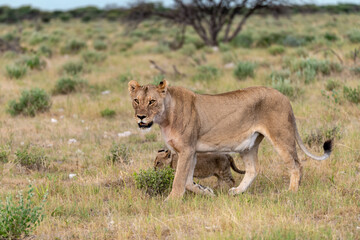wild lion in savanna , Africa