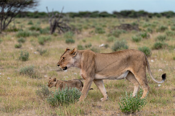 wild lion in savanna , Africa