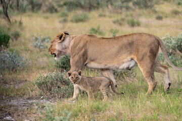 wild lion in savanna , Africa