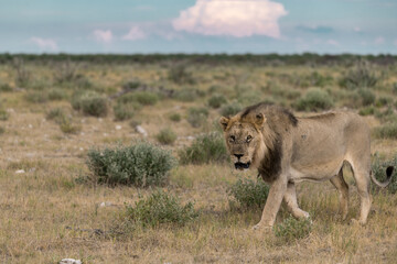 wild lion in savanna , Africa