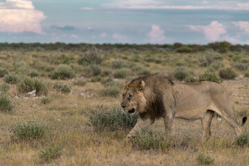 wild lion in savanna , Africa