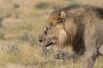 wild lion in savanna , Africa