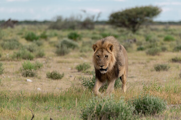 wild lion in savanna , Africa