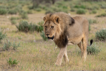 wild lion in savanna , Africa