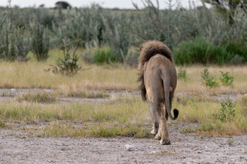 wild lion in savanna , Africa