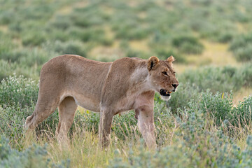 wild lion in savanna , Africa