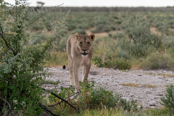 wild lion in savanna , Africa
