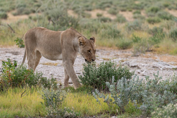 wild lion in savanna , Africa