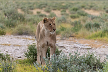 wild lion in savanna , Africa