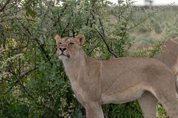 wild lion in savanna , Africa