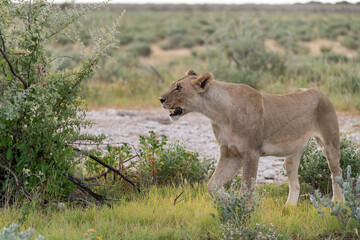 wild lion in savanna , Africa