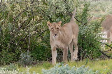 wild lion in savanna , Africa