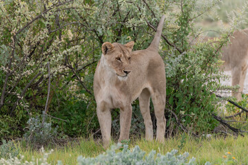 Naklejka premium wild lion in savanna , Africa