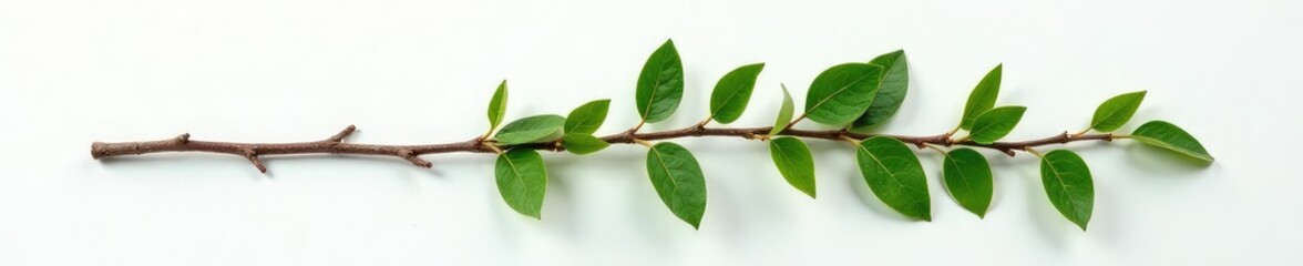 Naklejka premium bundle of small and thin branches on a white surface, bundle, leafy greens, twiggy