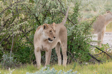 wild lion in savanna , Africa
