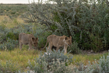 wild lion in savanna , Africa