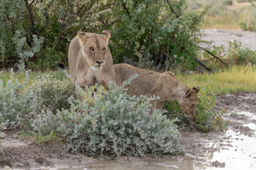 wild lion in savanna , Africa