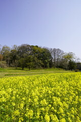 奈良飛鳥路　菜の花畑と青い空