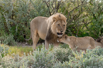 wild lion in savanna , Africa