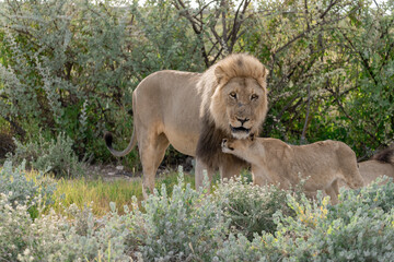 wild lion in savanna , Africa