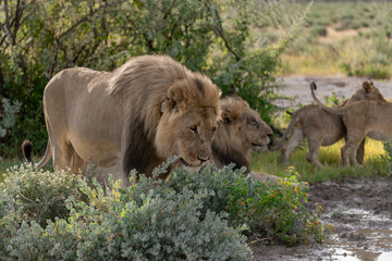 wild lion in savanna , Africa