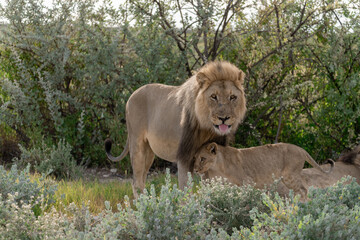 wild lion in savanna , Africa