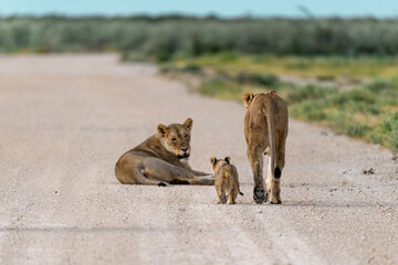 wild lion in Savanna , Africa