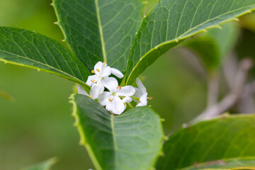 Small white flowers with green leaves, sweet olive. (Osmanthus fragrans)
