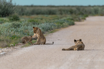 wild lion in Savanna , Africa