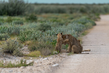 wild lion in Savanna , Africa