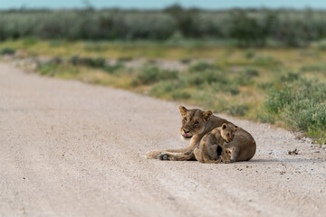 wild lion in Savanna , Africa