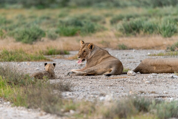 wild lion in Savanna , Africa