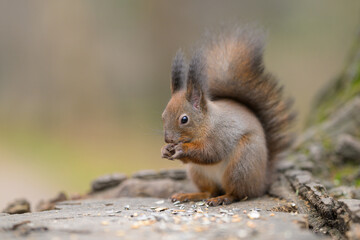 A Red Squirrel on a tree stump eating
