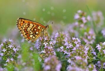 Melitaea athalia 1403