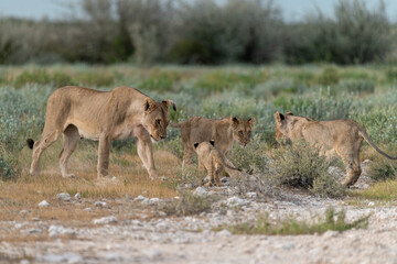 wild lion in Savanna , Africa