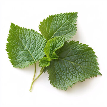 Isolated perilla leaves highlighting delicate texture against a clean white backdrop