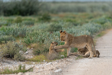 wild lion in Savanna , Africa