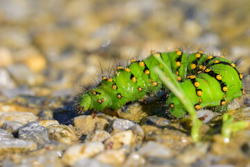 Caterpillar of a Small Emperor Moth crawling on the ground
