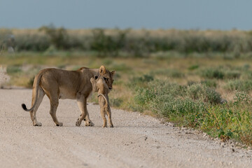 wild lion in Savanna , Africa
