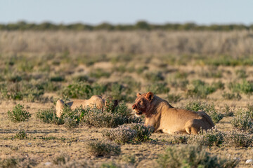 wild lions in savanna , Botswana , Africa