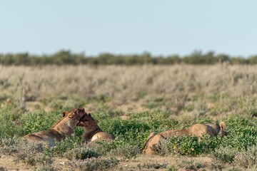 wild lions in savanna , Botswana , Africa