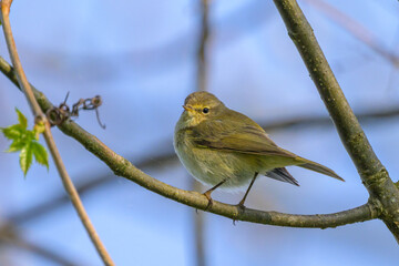 A Common Chiffchaff sitting in a tree
