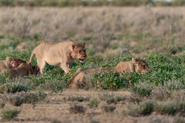 wild lions in savanna , Botswana , Africa