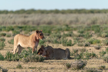 wild lions in savanna , Botswana , Africa