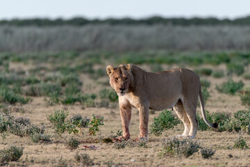 wild lions in savanna , Botswana , Africa
