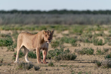 wild lions in savanna , Botswana , Africa