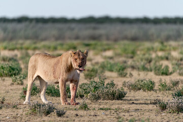 wild lions in savanna , Botswana , Africa